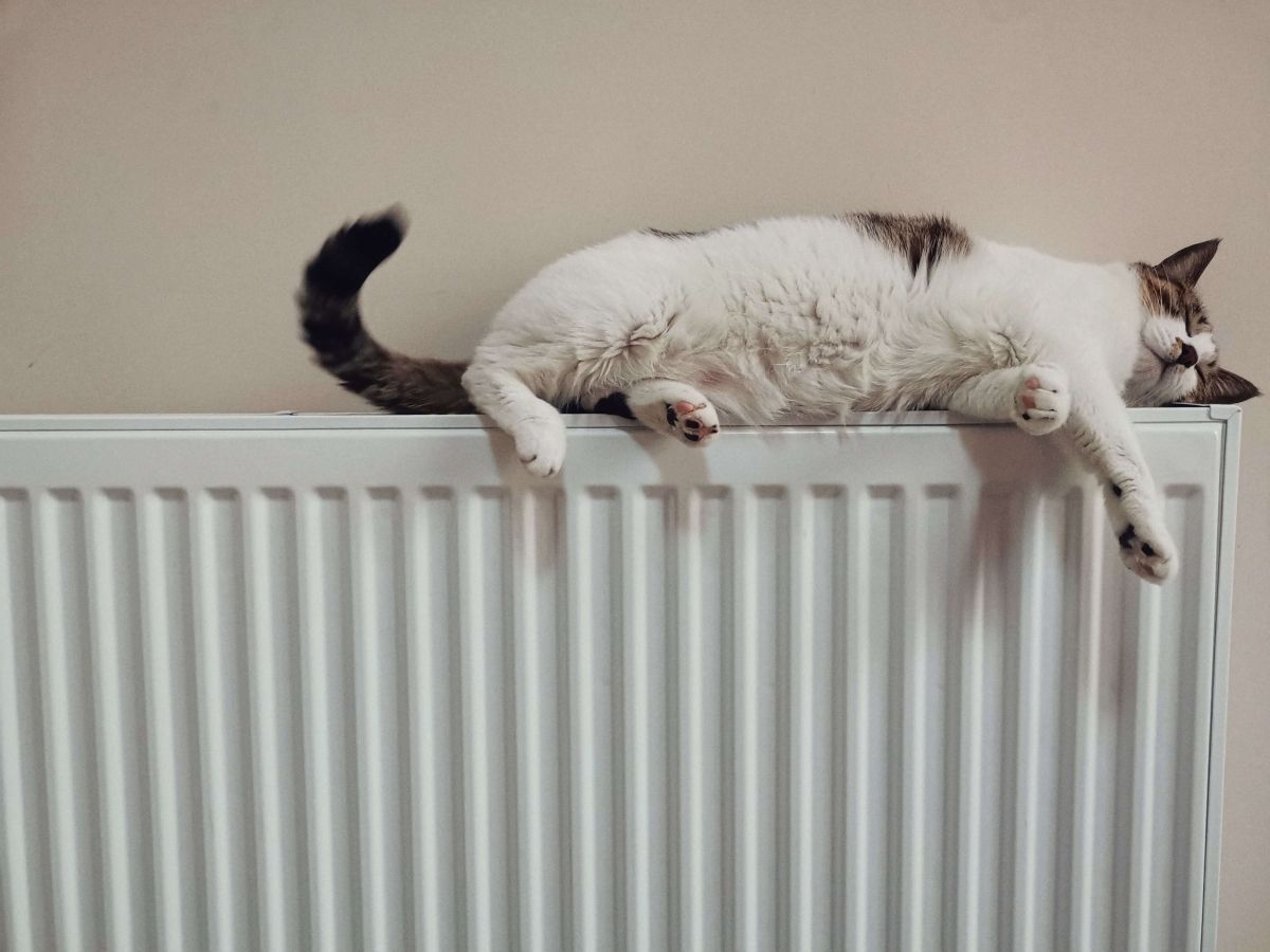 Kat op de verwarming